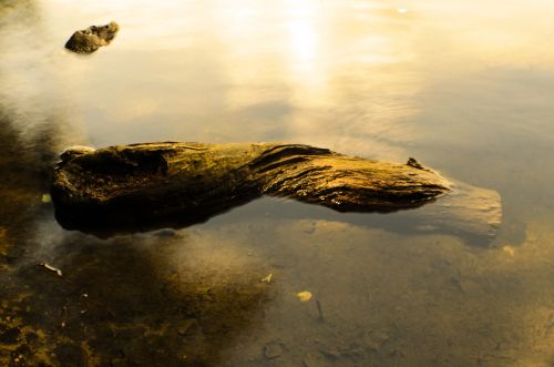 Old Wood In The Water