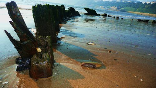 Old Wood On The Beach