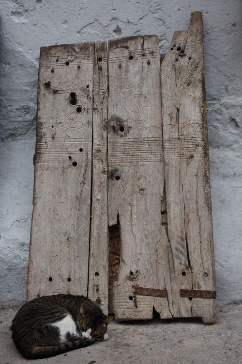 old wooden door cat