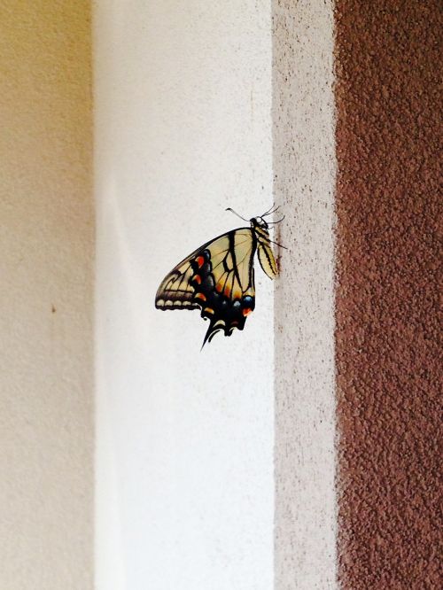 old world swallowtail papilio machaon butterfly