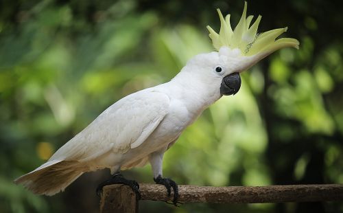 older sibling parrot bird