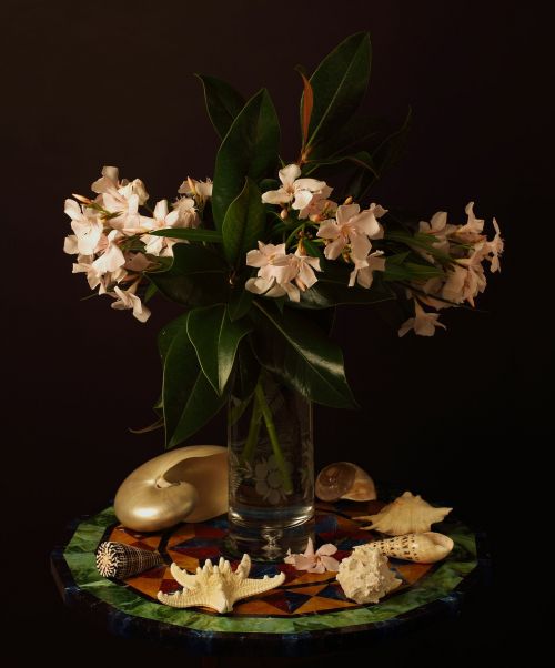 oleander flower still life