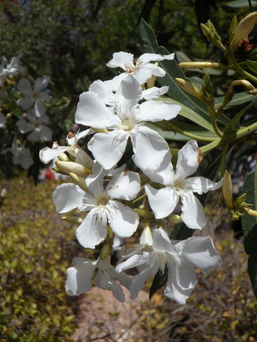 oleander white flower blossom