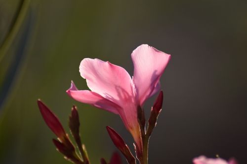 oleander blossom bloom