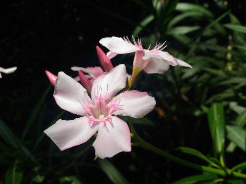 oleander flower nature
