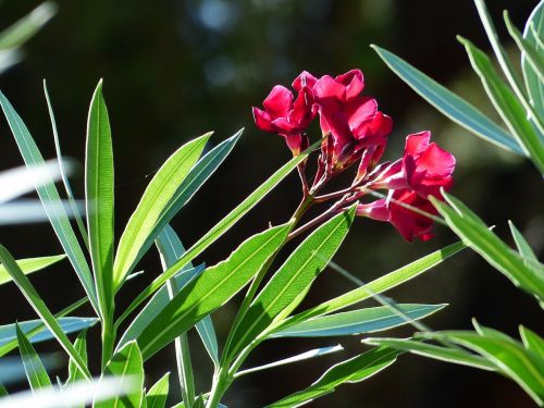 oleander flower blossom