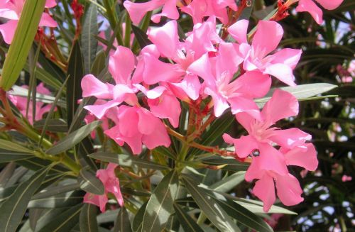 oleander flowers pink