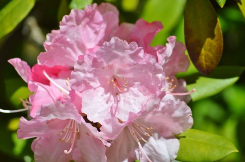 oleander laurel rose dog gift greenhouse