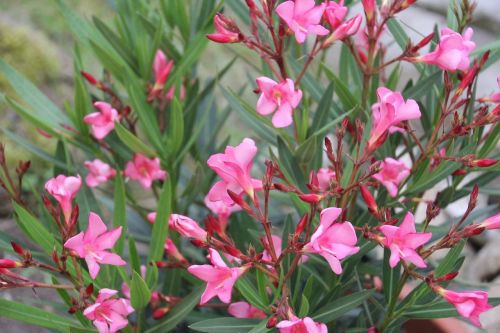 oleander pink bush