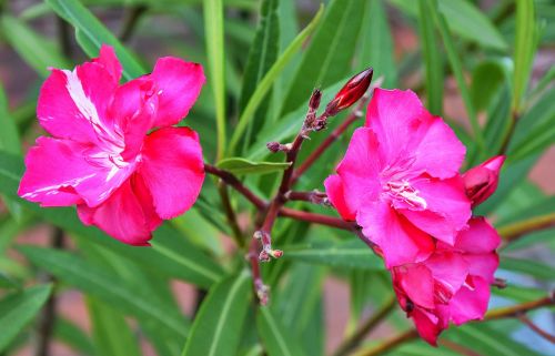 oleander blossom bloom