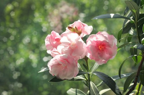 oleander  beautiful flower  nature