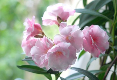 oleander  flowers  nature