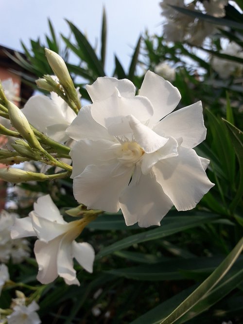 oleander  colors  white