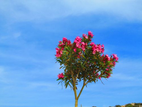 oleander red bäumchen
