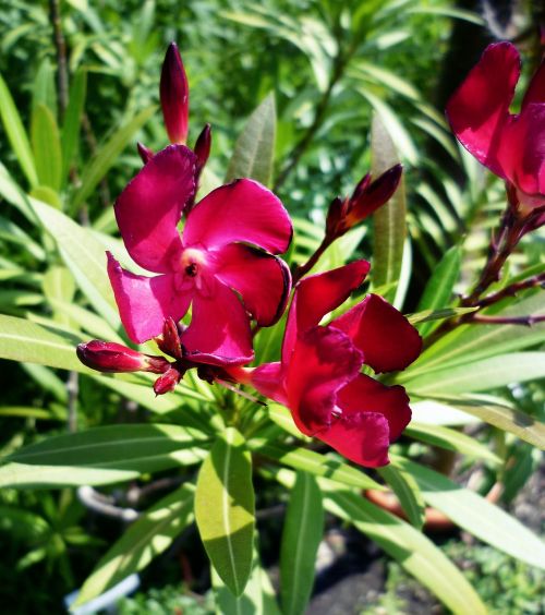 oleander purple laurel rose