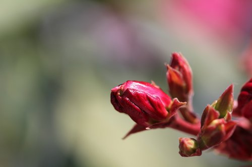 oleander  blossom  bloom