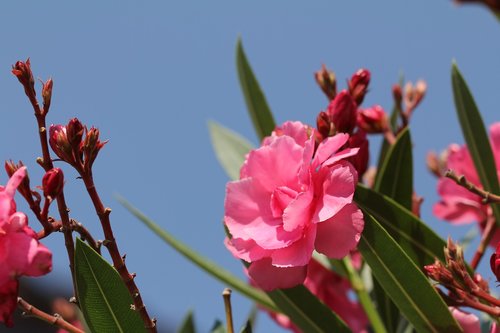 oleander  blossom  bloom