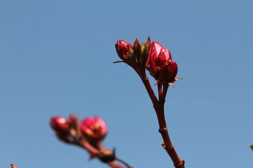 oleander  flowers  pink