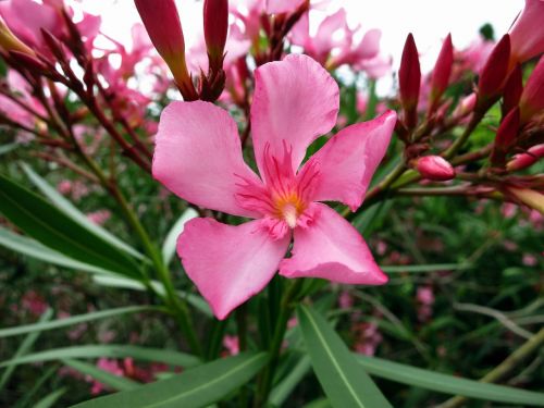 oleander blossom bloom