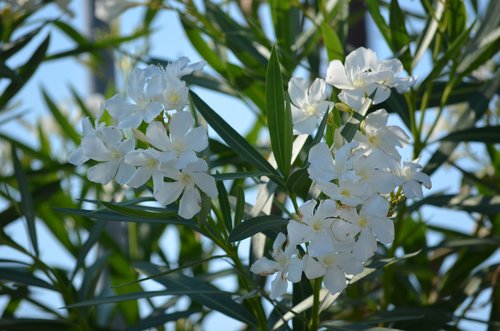 oleander  green  summer