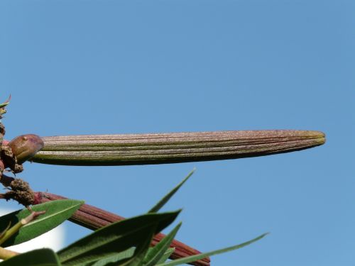 oleander fruit bush