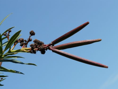 oleander faded fruit