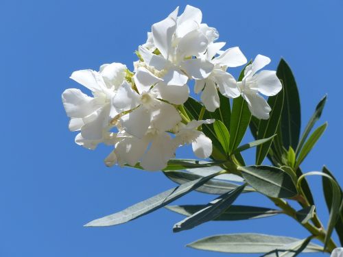 oleander bright white