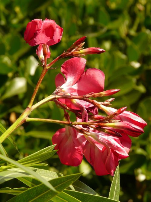 oleander bush nerium oleander