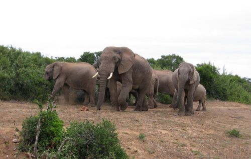 olifanten zuid-afrika park