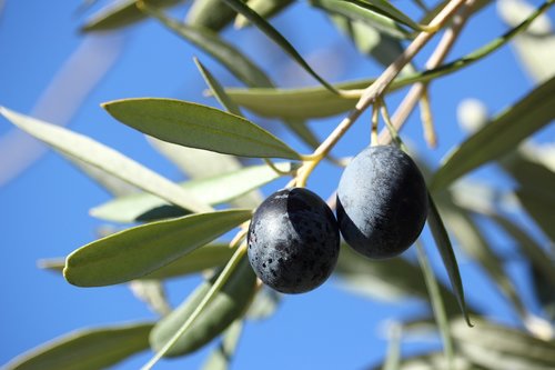 olivas  olive  tree