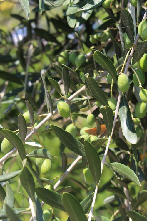 olive plant green leaves