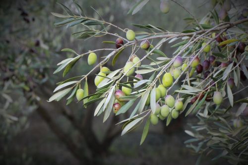 olive olive trees orchard