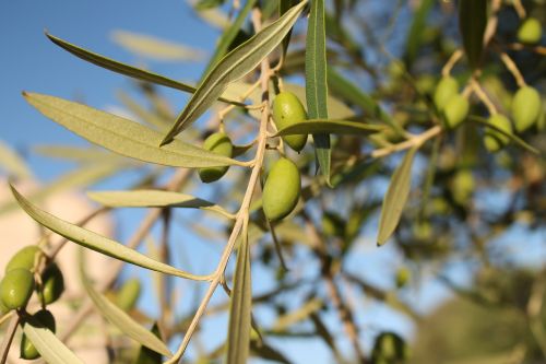 olive mediterranean olive tree
