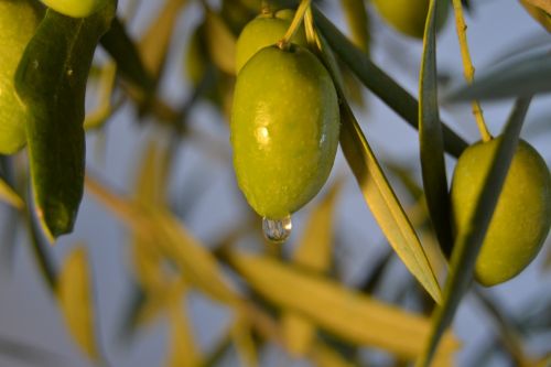 olive oil earth