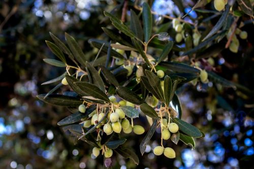 olive tree summer