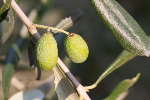olive green mediterranean