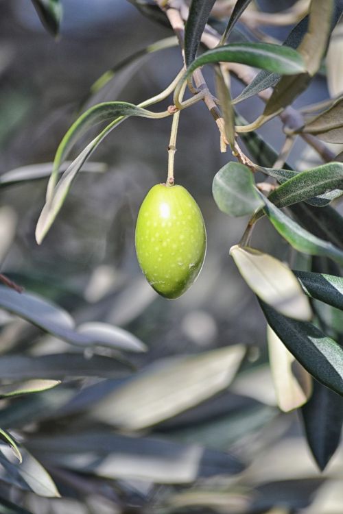 olive agriculture oil