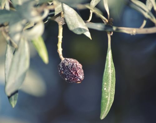 olive dry sécheresse