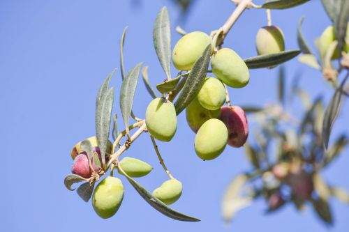 olive tree nature
