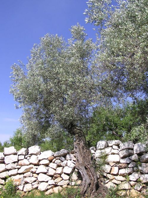 olive trees nature