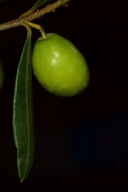 olive nocellara nocellara olive