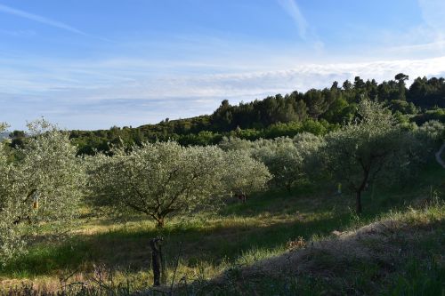 olive tree nature