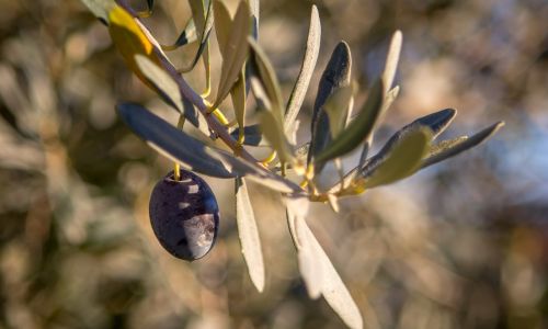 olive tree plant