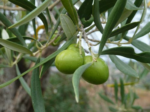 olive tree italy