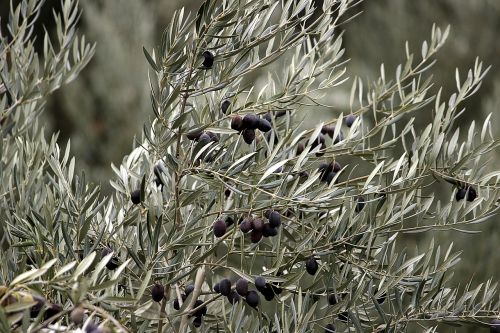 olive cadiz mature