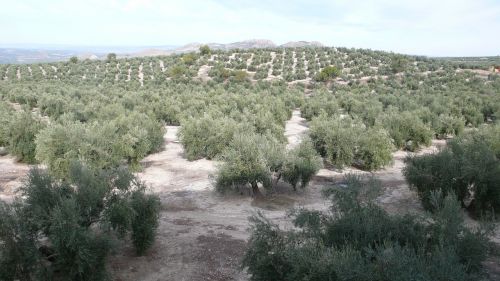 olive nature olivas