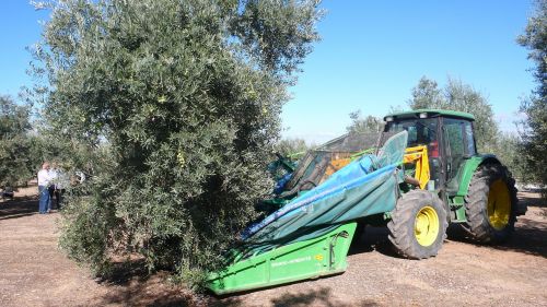olive olives olivas