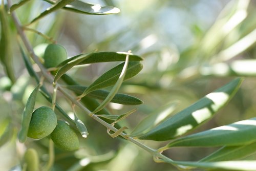 olive  green  mediterranean