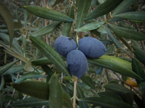 olive olives vegetable