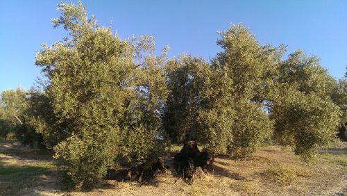 olive úbeda